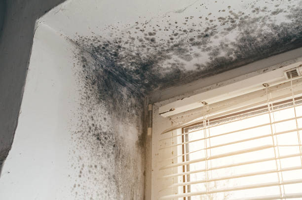 Affordable Attic Mold Remediation solutions in Somerset, TX